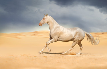 Akhal-teke horse in the desert