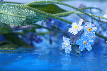 forget-me-on glass, wet