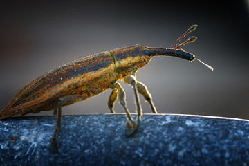 weevil beetle macro