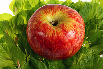 red apple on green leaves