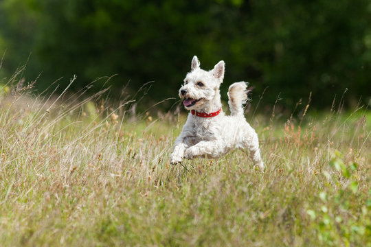 Kleiner wei&szlig;er Hund