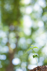 森の中の芽生え