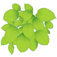 green big fresh leaves