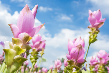 Fototapeta premium Photo of Curcuma alismatifolia blossom in Thailand