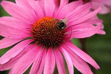 Echinacea purpurea - mit Biene
