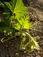 pumpkin plant fragment in sunny day