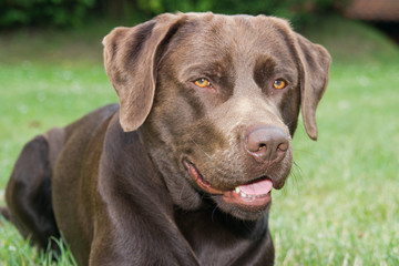 Labrador Bully 7