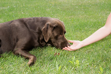 Labrador im Training 3