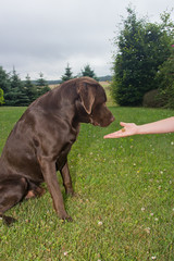 Labrador im Training 6