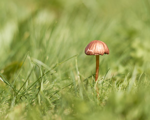 Fototapeta premium mushroom in the garden