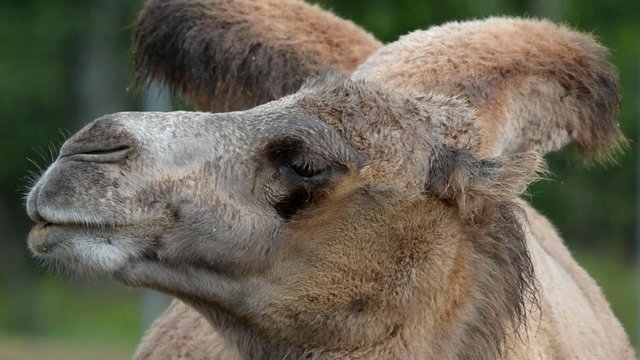Bactrian camel (Camelus bactrian)