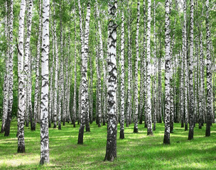Fototapeta premium Summer forest