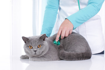 Abhören der Katze durch Tierarzt