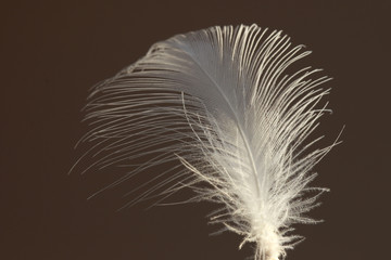 White feather