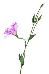 Fototapeta na wymiar Purple artificial eustoma, isolated on white