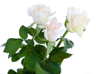 Naklejka na ściany i meble beautiful roses, isolated on white