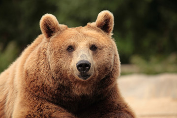 wild brown bear