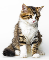 cute long haired maine cat