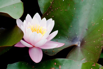 Teichwasserpflanze © agrus