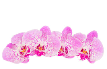 row of pink  orchid flowers