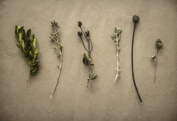 Herbarium on vintage background © kulikovan