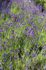 Lavendel Wiese blüht in Lavendelfarbenem Violett.