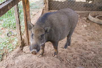 Black pig in the farm