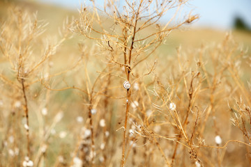Fototapeta premium Meadow during sunset