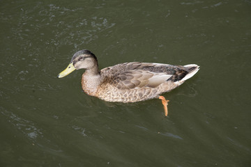 Female Mallard duck swimming