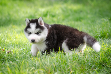 Puppy siberian husky  on grass