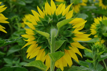 Sonnenblume von hinten 18