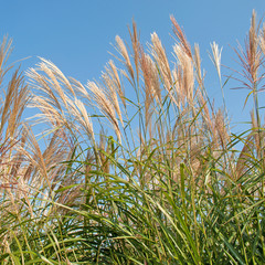 Silberfahnengras - Miscanthus sacchariflorus