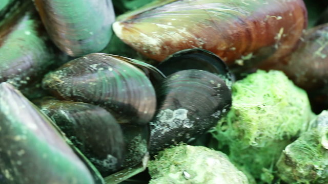 Mussels and rapans
