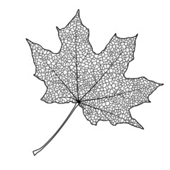 Maple leaf