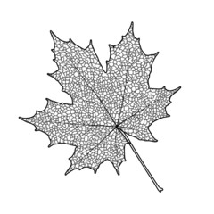 Maple leaf