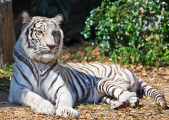 White tiger