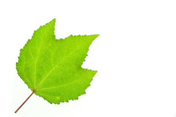 Green leave on white background