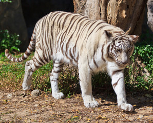 White tiger