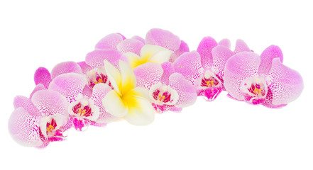 Fototapeta na wymiar row of tropical flowers