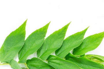 Muntingia calabura's leaf (jam tree) on white background