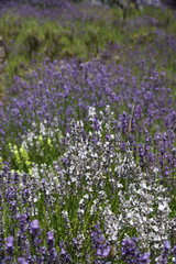 Weißer und Violetter Lavendel.