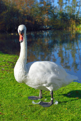 Biały łabędż