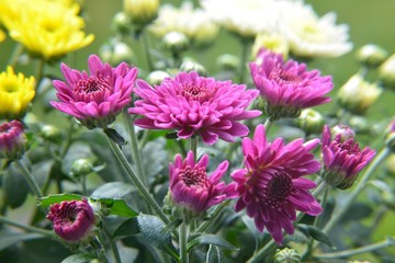 Obraz premium Herbstastern dreifarbig