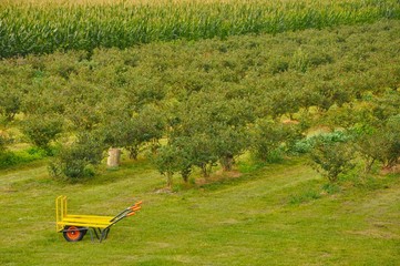 Beerenernte