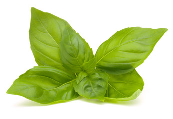 Sweet basil leaves