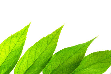 Muntingia calabura's leaf (jam tree) on white background