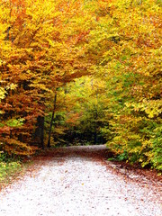 Yellow autumn road in forest © ommbeu