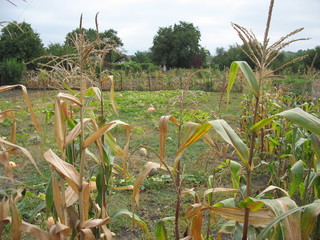 Obraz premium Деревенский пейзаж