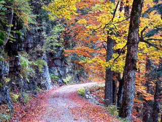 Autumn road in forest © ommbeu