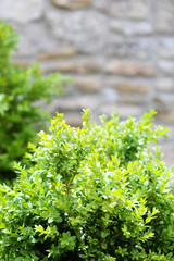 Obraz premium Beautiful spring leaves on tree, outdoors